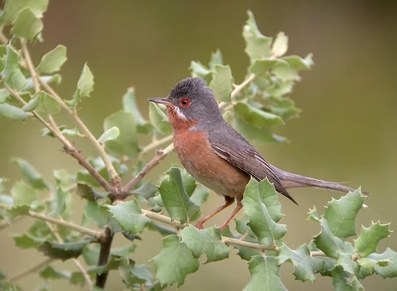 - Pico picapinos: pájaro carpintero que captura orugas en los troncos, ideal para la lucha biológica contra los coleópteros de los Quercus.