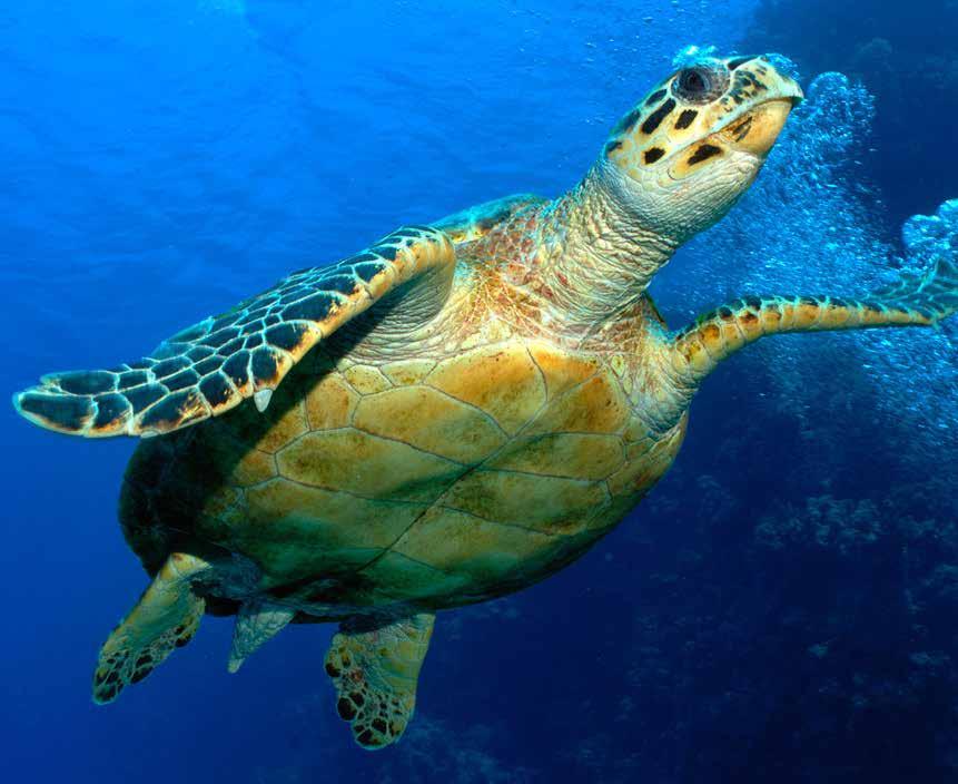 Tortugas marinas Nils Aukan / WWF Las siete especies de tortuga marina que existen están