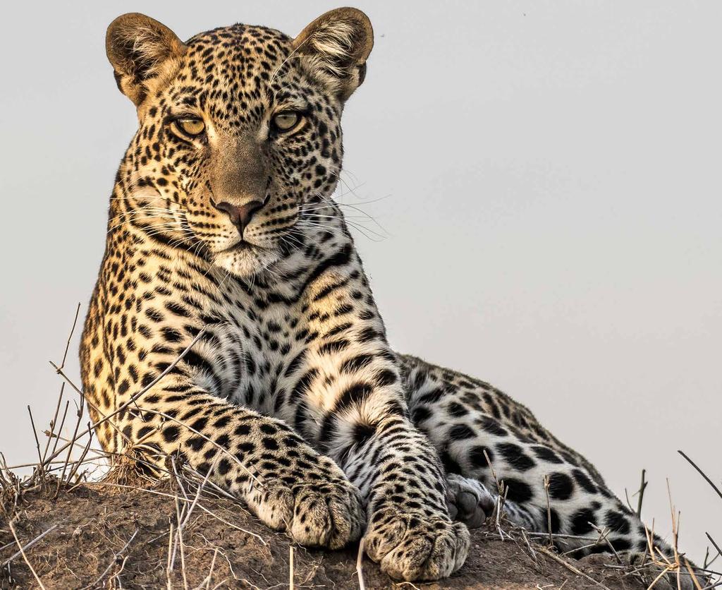 Pieles Rebecca Ney / WWF La mayor parte de los felinos salvajes del mundo, incluidos tigres, jaguares,