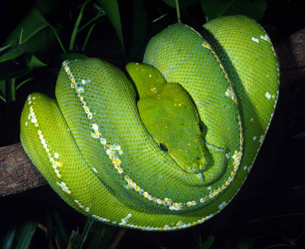 Cueros y pieles de reptiles Martin Harvey / WWF Las pieles de diferentes reptiles (cocodrilos y