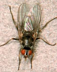 Clase Insecta Orden Diptera Suborden Cyclorrhapha Familia Muscidae
