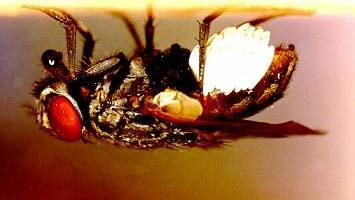 Dermatobia hominis captura moscas hembras y deposita
