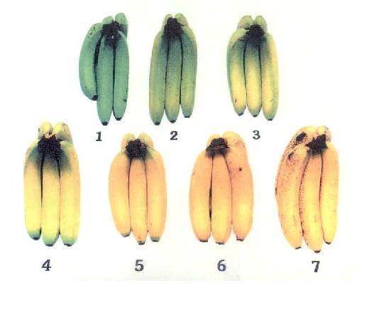 18 2.1 Caracterización de Materia Prima. La materia prima seleccionada para el estudio fue banano de la variedad Cavendish, ya que es la variedad más común.