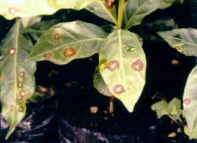 SÍNTOMAS DE LA ENFERMEDAD EN HOJAS Se caracterizan por la aparición en las hojas de pequeñas lesiones circulares de color pardo claro o marrón rojizo.