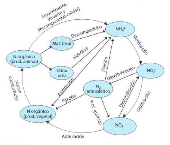 2. Marco Teórico 2.1. Compuestos de interés 2.1.1. Nitrógeno El nitrógeno en la naturaleza se encuentra en 7 estados diferentes de oxidación.