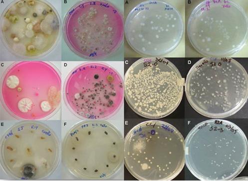 Resultados 1 Microorganismos con acción antagónica in vitro contra F. circinatum Fueron obtenidas cepas de hongos (2.125) y bacterias (1.