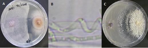 circinatum en invernadero y vivero Mediante ensayos in vitro fueron seleccionadas un gran número de cepas de hongos (197) y bacterias (120) con actividad antagónica contra F. circinatum.