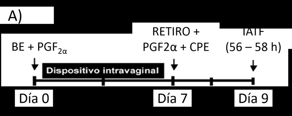 Figura 1 Tratamiento utilizados: A) Las vaquillonas del grupo1 (n=35) recibieron en el Día 0, 2 mg de benzoato de estradiol (Zoovet, Argentina) junto con la aplicación de un dispositivo intravaginal