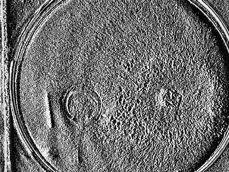 sclerotiorum presentaron un crecimiento agresivo bajo condiciones de laboratorio cubriendo la caja de Petri de 90 mm en 4 y 5 días.