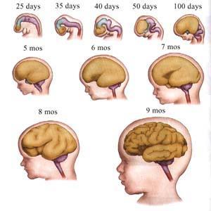 0 3 años Desarrollo cerebral del ser humano culmina a los tres años a