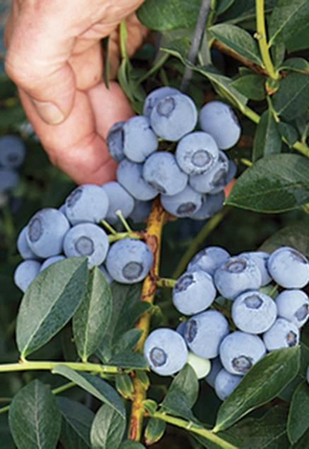 Blue Ribbon Propuesta de Valor Alta productividad Frutos de excelente calidad y sabor Larga vida post cosecha Fruto que se mantiene en planta por mas tiempo Facil cosecha Vigor: