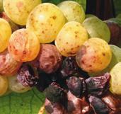 Los daños causados por botrytis, además de la pérdida de producción, son sobre todo de naturaleza cualitativa, en virtud de las alteraciones que este hongo causa en la composición del mosto y el vino.