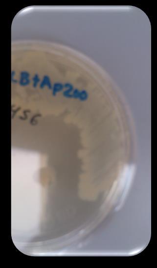 coli ΔamyA Cepa que carece del gen amya. Mutante 2 E.