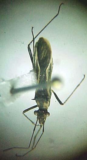Alydidae g. sp. 4. (HETEROPTERA). Fitófago, chupador.