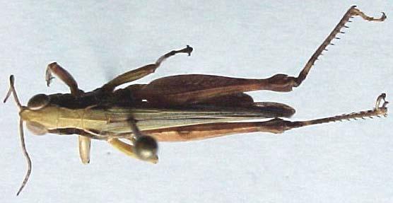 LISTA DE INSECTOS ASOCIADOS CON NUEZ MOSCADA Incluimos aqui los insectos reportados de Nicaragua, conocidos como asociados con otros géneros de Myristicaceae. Orphulella sp. (ORTHOPTERA - ACRIDIDAE).