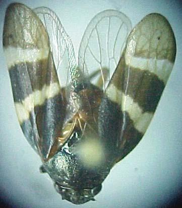 Aeneolamia cf. albofasciata (HOMOPTERA - CERCOPIDAE). Fitófago, chupador. Podria estar en el rango de variacion de Aeneolamia albofasciata pero parece diferente. o pijibaye - 24-VIII-2000 (1).