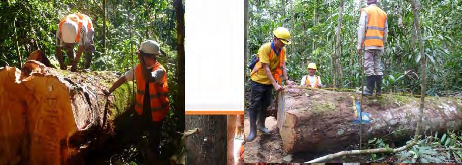 Evaluación de árboles tumbados o caídos naturalmente Medición de diámetro Medición DAP En