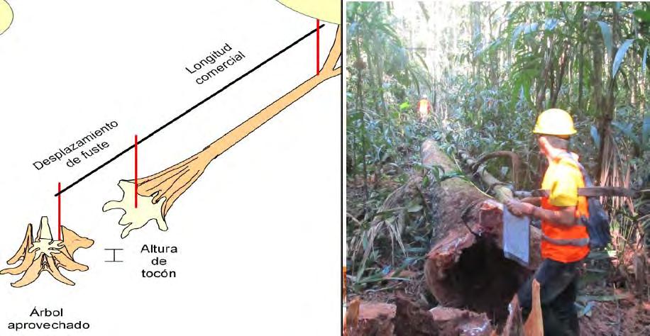 Evaluación de árboles tumbados o caídos naturalmente Medición de longitud comercial La longitud