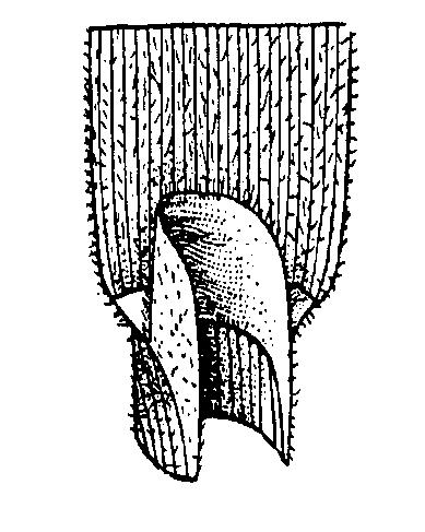 GENERO HOLCUS L. Plantas anuales o vivaces, cespitosas o rizomatosas, de pequeña a mediana talla. Hojas con limbo plano o ligeramente convoluto, lígula membranosa, obtusa o truncada, dentada.