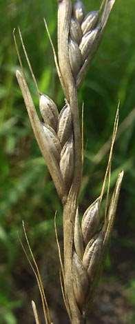 1. Lema ovoidea, generalmente con una arista larga.