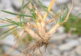 Vainas marcescentes de las hojas basales conservándose membranosas, enteras o se parten en fibras longitudinales sin