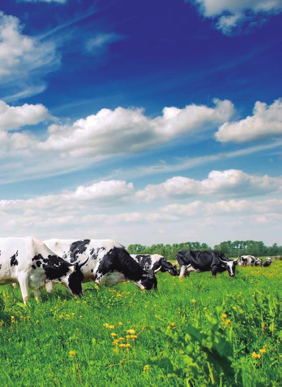 Caso REO 11 Una empresa colombiana produce y exporta leche condensada a EE.UU. Para ello emplea como insumos: - Leche fresca obtenida en Colombia de vacas que han crecido en el país.