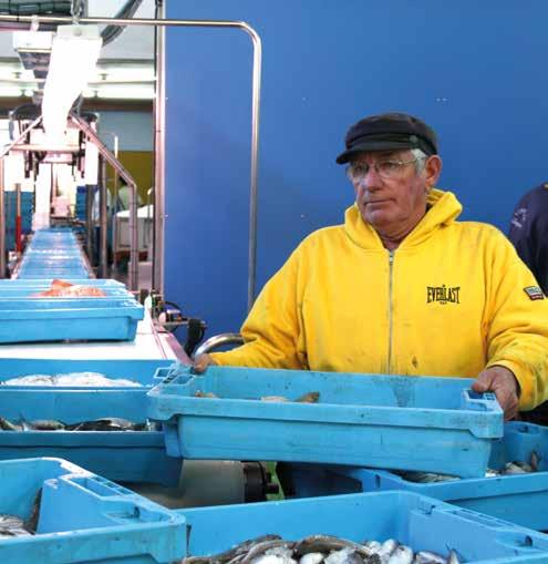 PESCA Las capturas en fresco que descarga la flota pesquera de la Comunidad Valenciana representan el 3,4% del total español.