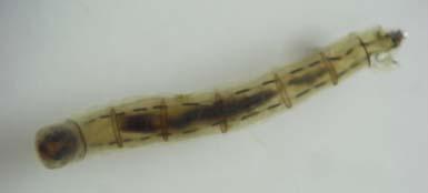 Glossiphoniidae Perlidae Ptilodactylidae