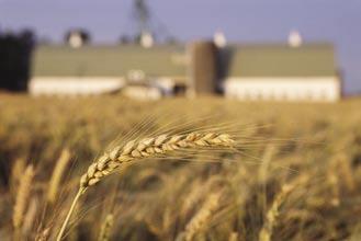 La potencialidad del cultivo de trigo en distintas regiones productivas difiere debido a factores climáticos, específicamente la radiación incidente y la temperatura media durante el periodo previo a