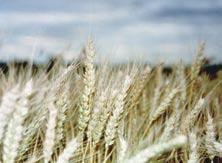 Tabla. Rendimiento del cultivo de trigo (13,5% de humedad) en tres localidades de la pcia. de Buenos Aires durante la Campaña 2/5.