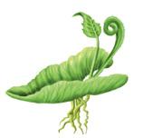 La reproducción alternante de un musgo En los musgos, cada tipo de reproducción (sexual o asexual) genera una planta con una forma característica: Mediante reproducción sexual se origina una planta