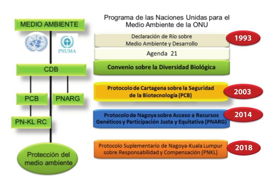 17 Figura 2. Marco regulatorio internacional para la conservación del medio ambiente asociado al Convenio sobre la Diversidad Biológica.