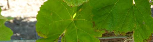 En las plantas donde se aplicó PREVAM se observó una ligera fitotoxicidad en hojas y racimos consistente en un amarilleo en bordes de