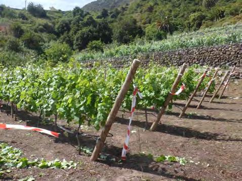 - OBJETIVO Evaluar productos fitosanitarios alternativos al uso del azufre que posean bajo riesgo fitosanitario y utilizables en agricultura ecológica en el control del oídio en viña. 4.