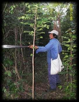 EJIDO VALLADOLID NUEVO MUNICIPIO DE LAZARO CARDENAS QUINTANA ROO DOCUMENTO TECNIFCO UNIFICADO Para el Aprovechamiento de Recursos Forestales Maderables en una superficie de 1,850 hectáreas.