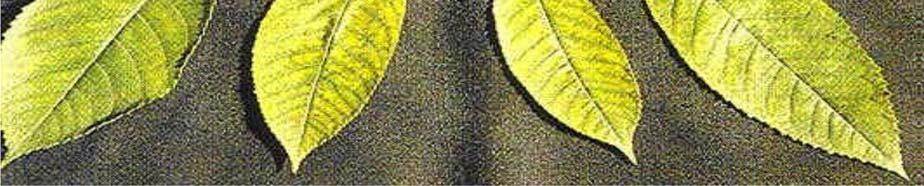 Se manifiesta por la proliferación de pequeñas hojitas ( little leaf ) a manera de una roseta en las puntas o extremo terminal de las ramas.