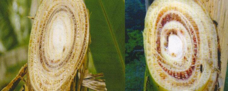 9. Mal de Panamá (Fusarium oxysporum) La enfermedad de Panamá, fusariosis del banano o mal de Panamá es una enfermedad