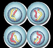 Cada cromátida pasa a ser un cromosoma.