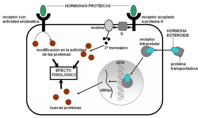 1. Hormonas 1.4 Mecanismo de acción hormonal Receptores integrados en la membrana plasmática.