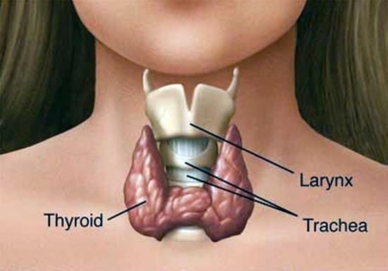 2. Hormonas animales 2.2 Hormonas tiroideas Hormona Dónde se producen Órgano blanco Mecanismo de regulación Tiroxina (T 4 ) y triyodotironina (T 3 ) Glándula tiroides. Efecto generalizado.