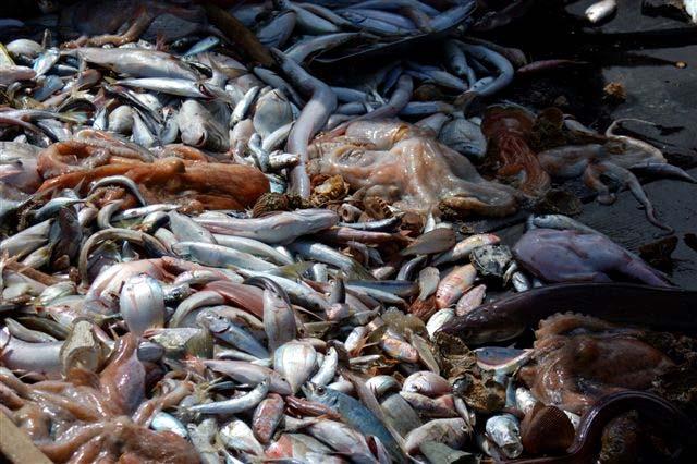 Reforma de la PPC Aplicación n para una mayor sostenibilidad en Baleares Jornadas : Pesca: