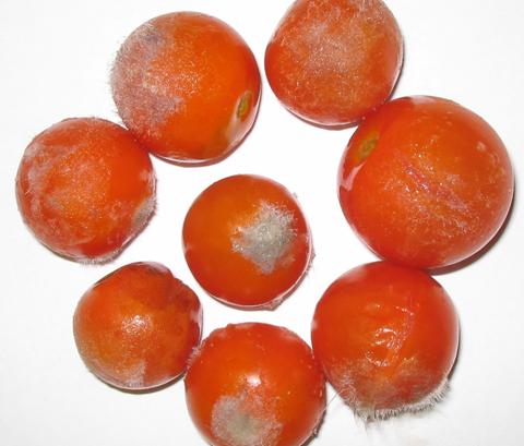 Podrido en tomate Los podridos, junto con el cracking, son la principal causa de pérdidas y reclamaciones en tomates.