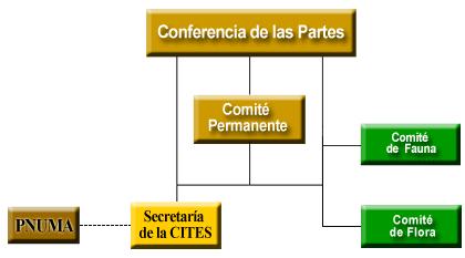 1.1.2 Estructura y funciones Figura 1: Organigrama de la Convención CITES 1.1.2.1.- Conferencia de las Partes La Conferencia de las Partes es el órgano de mayor representación de la Convención, siendo su estructura y funciones principales las siguientes: Composición a.