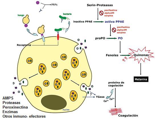 Figura 5. Activación del sistema inmunológico ante la presencia de patógenos y activación del sistema profenoloxidasa (tomado de Morales y Cuéllar-Anjel, 2008). 2.3.