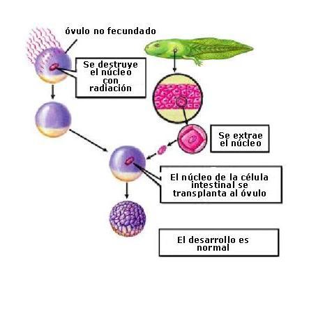 (b) Migración celular Las células de la superficie migran al interior de la blástula a través del blastoporo (c) El se diferencia (b) Blastocele Las células que quedan en la superficie formarán el