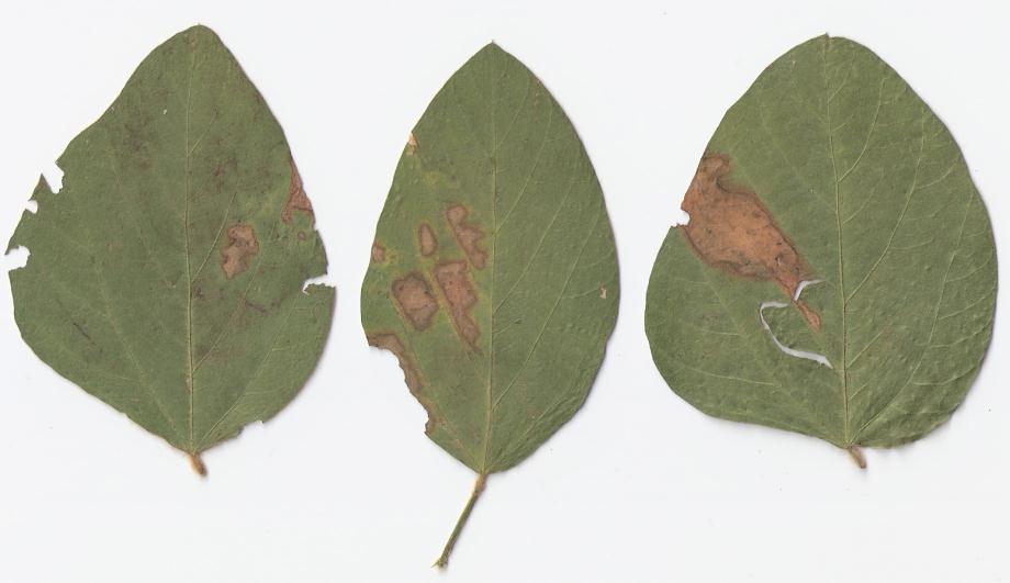 4 Además, se han detectado varias manchas foliares, entre ellas, la mancha foliar por Phyllosticta (Phyllosticta