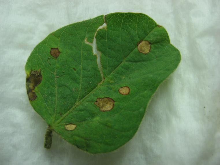 Mancha foliar por Phyllosticta (Phyllosticta sojaecola) Mancha foliar por Alternaria (Alternaria spp) En las sojas