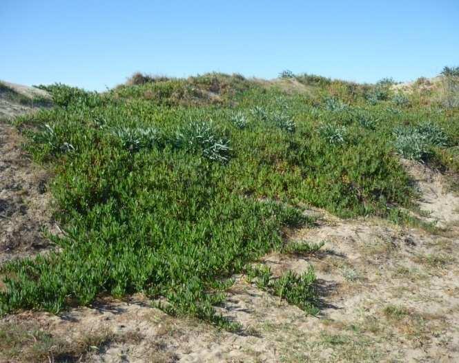 Para facilitar la localización de las plantas exóticas invasoras a lo largo del litoral marbellí se ha utilizado: - Estudio exhaustivo por parte del equipo de Pro Dunas con localización de las