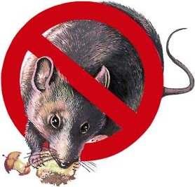 ZÓ l ervicio de desratización tiene por objeto la eliminación de ratas y ratones de un determinado ambiente.