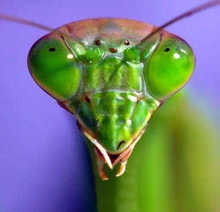 Generalidades Insectos alargados, caracterizados por su 1er par de patas Cabeza - Ojos compuestos - Ocelos presentes - Aparato bucal